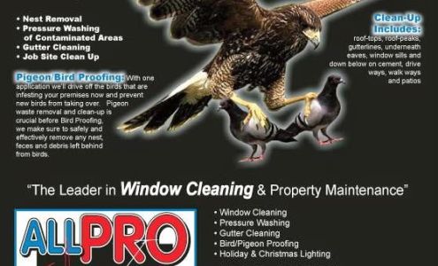 The Pigeonator... Pigeon Control, Abatement, Removal and Clean-Up