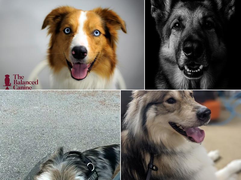 The Balanced Canine LLC