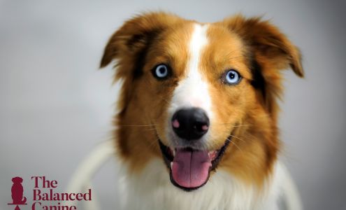 The Balanced Canine LLC