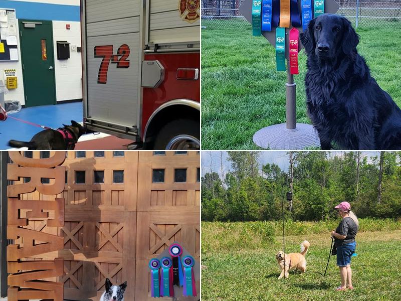 Do Over Dog Training