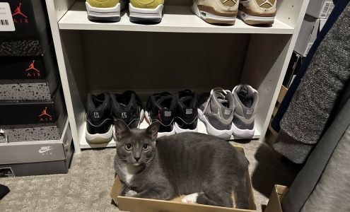 Aj Dog Training & Boarding