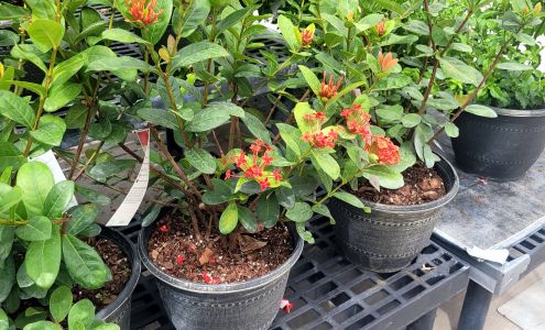 Walmart Garden Center