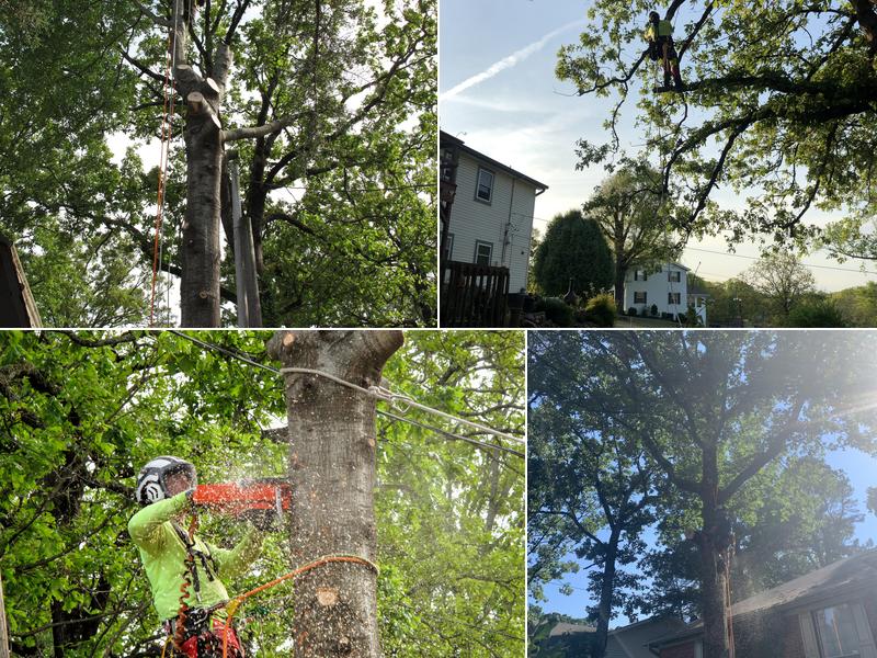 Branching Out Tree Service