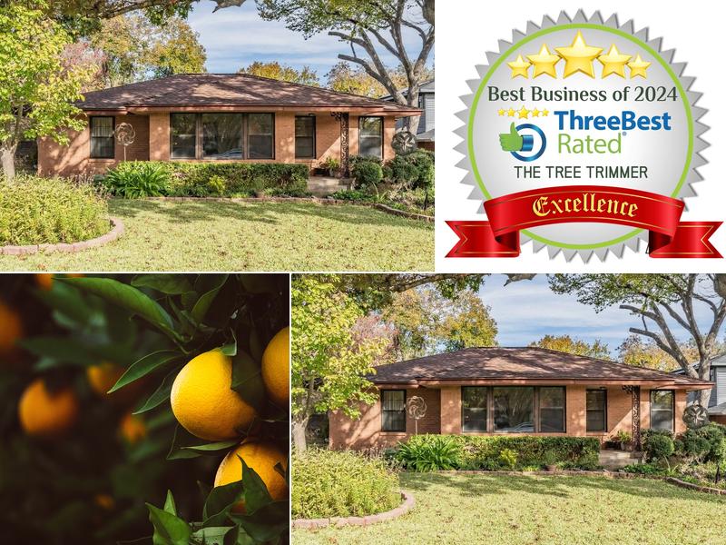 Bob Loft the Tree Trimmer