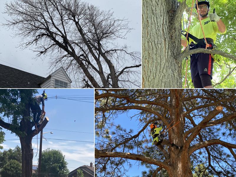 Tree Trimming Professionals