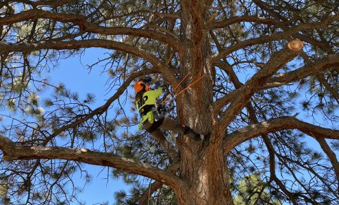 Tree Trimming Professionals 2990 E 17th Ave Apt 1506, Denver Colorado 80206