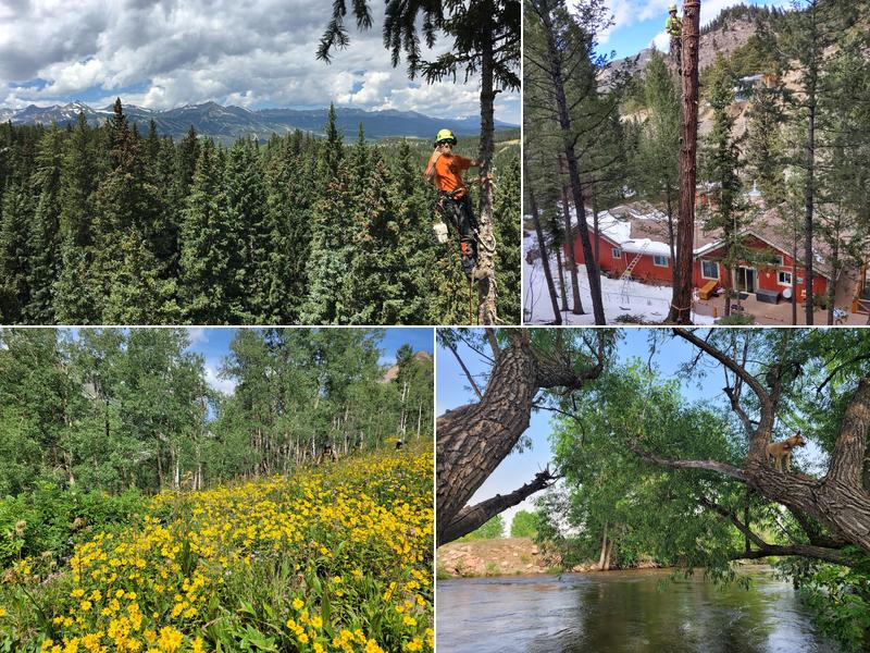 Iron Spruce Tree Care