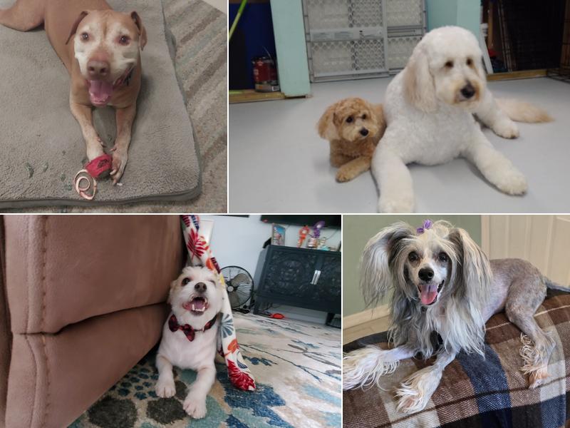 Salty Pawz Pet Grooming