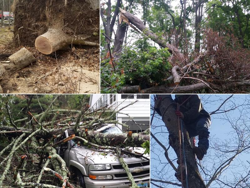 Budget Tree Service LLC