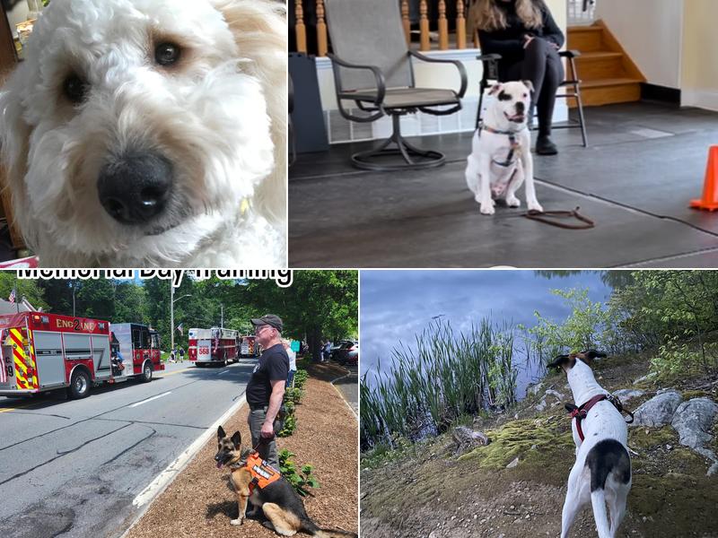 No Bad Dogs Training