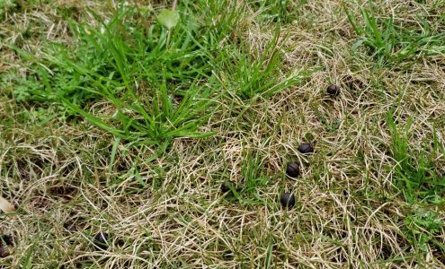 Affordable Landscaping Services