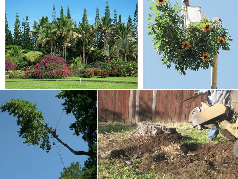 Hawaii Tree Service
