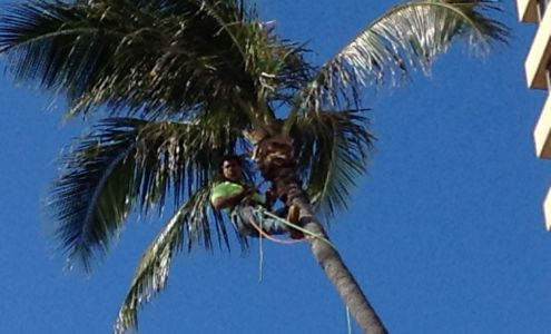 The Tree People Hawaii