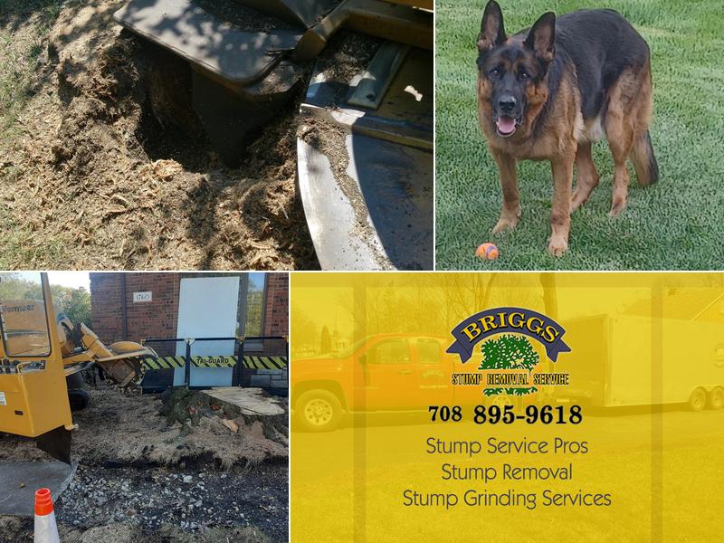 Briggs Stump Removal Stump Services Pros
