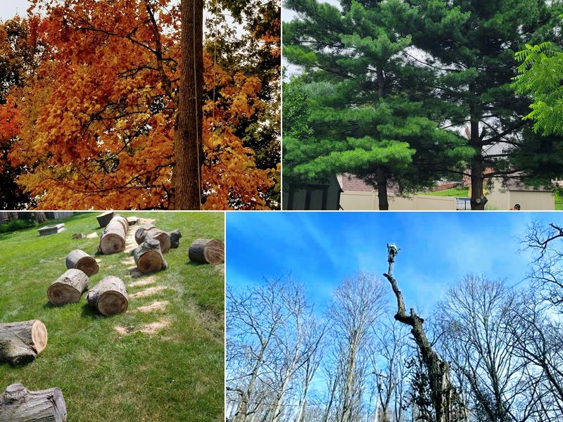 Universal tree service