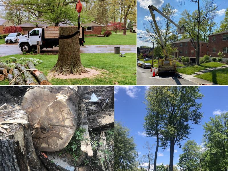 Cincinnati Tree Removal