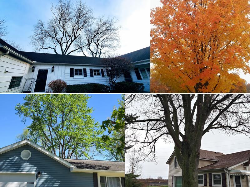 Wilson's Tree Services