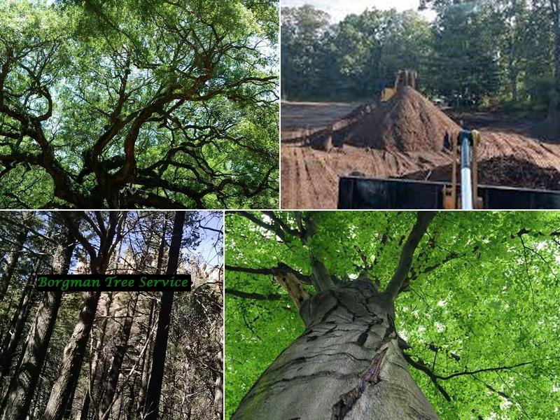 Borgman Tree Service