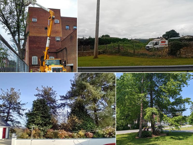 ProClimb Tree Service