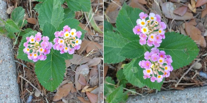 Professional Landscape & Irrigation