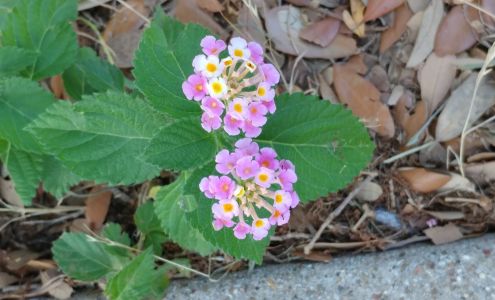 Professional Landscape & Irrigation