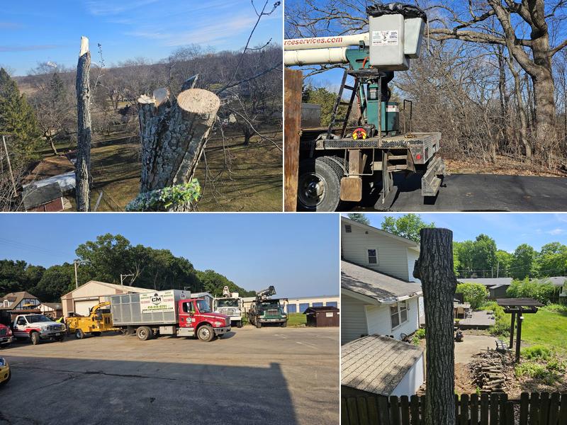 C M TREE SERVICES LLC