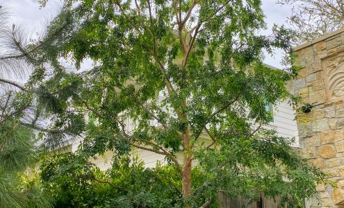 Forest Green Tree Service Inc Certified Arborist 5757 W Century Blvd #743, Westchester California 90045