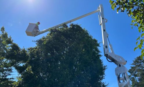 Cambria Pines Tree Service inc 2307 Yorkshire St, Cambria California 93428