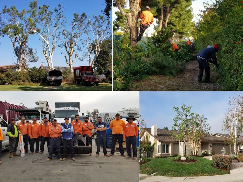 Tony's B.C. Tree Service