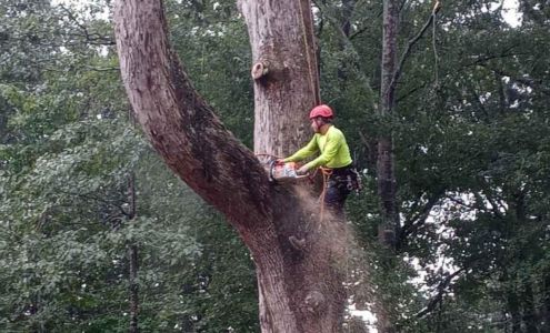 David Tree Service LLC