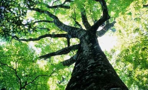 Brookhaven Tree Service