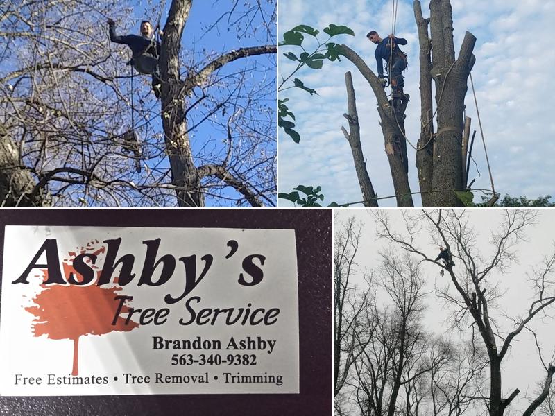 Ashby's Tree Service