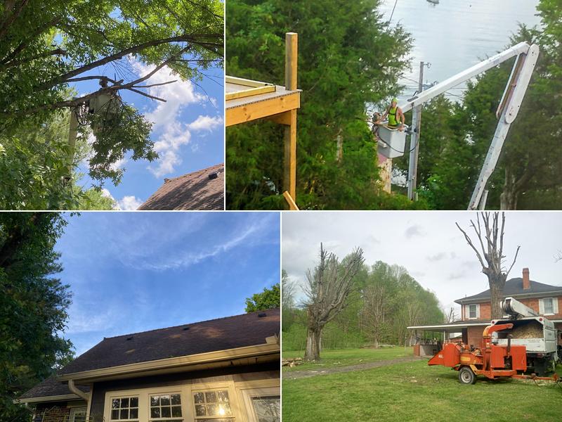 Mid-south tree specialists