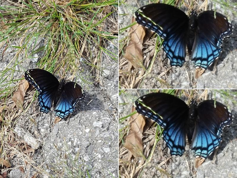 Paul Bunyan Tree Services