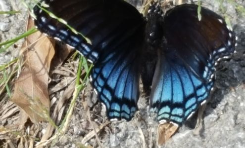 Paul Bunyan Tree Services