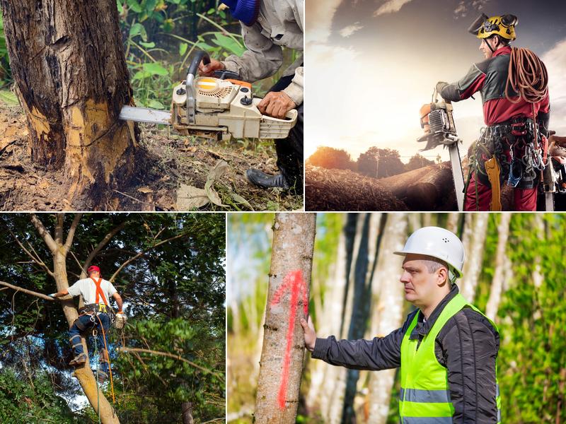 Philadelphia Tree Service Experts