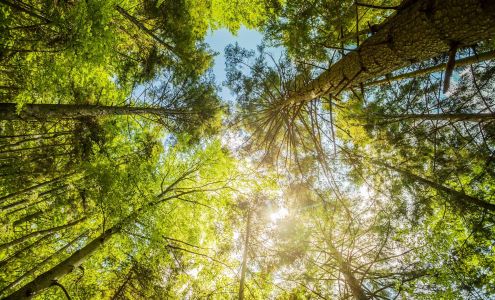 Pinecrest Tree Services N 2nd St, Philadelphia Pennsylvania 19120