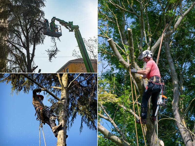 Syracuse Tree Service Experts