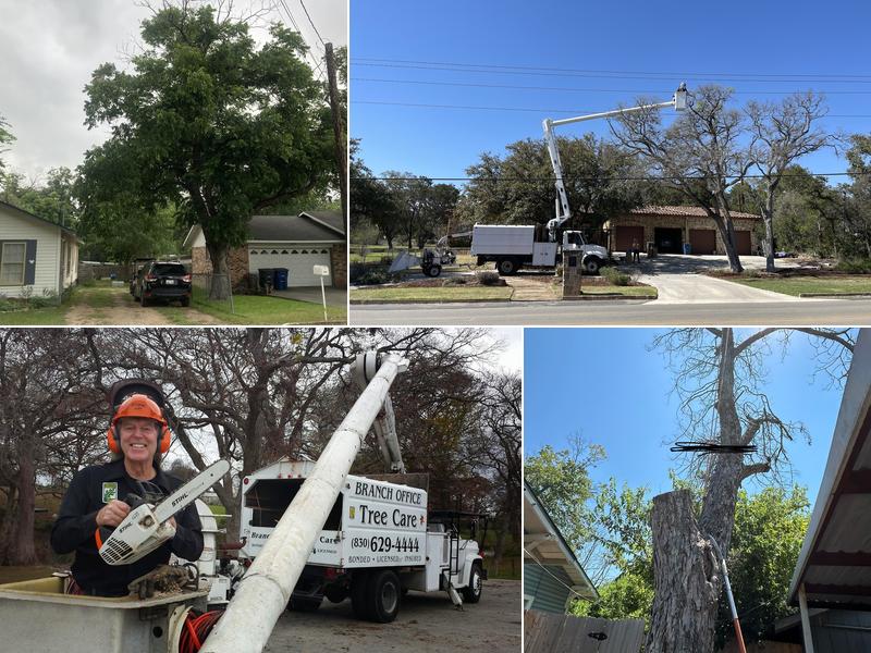 Branch Office Tree Care