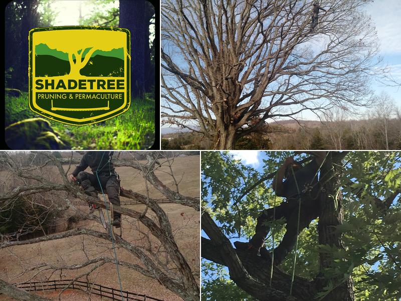 Shadetree Pruning and Permaculture