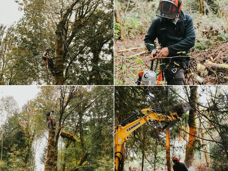 Dedicated Tree Service