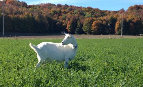 Autumn Ridge Goat Farm Turin