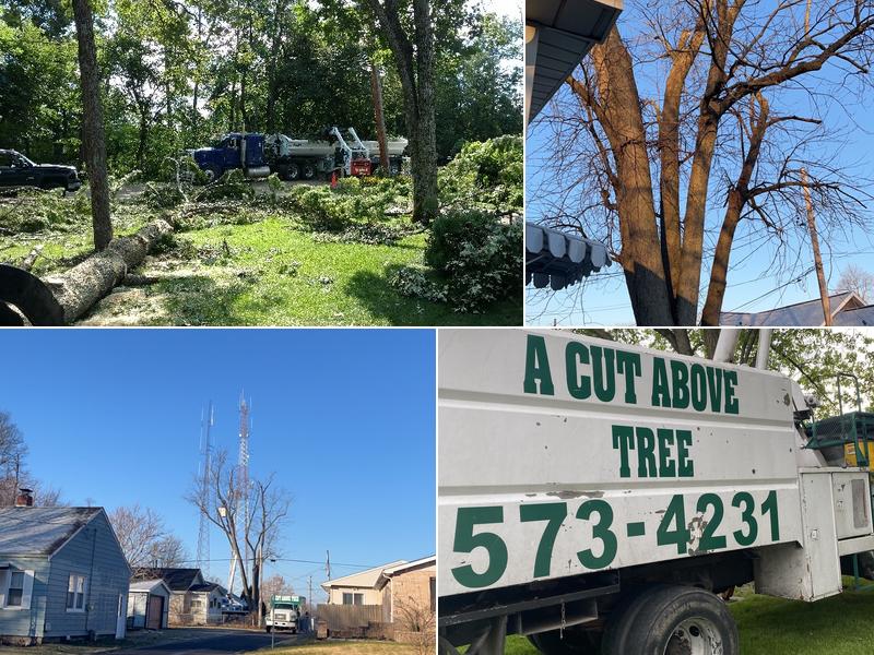 A Cut Above Tree Service