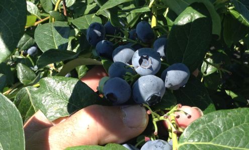 Captain Blueberry Eagle Creek