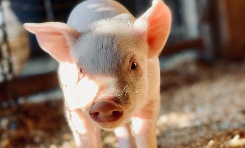 Wicked Bines Farm Berlin