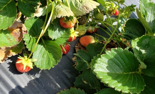 Landry Poche Strawberry Farm Inc Holden