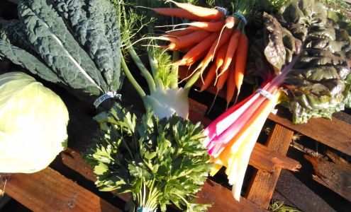 Mama Earth Farm Somerset