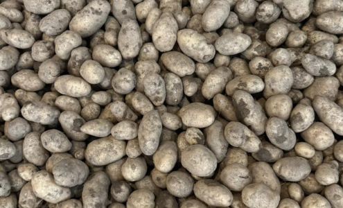 Mountain State Maple Danese