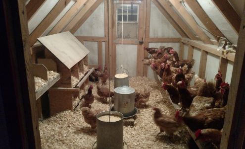 Yummy Yolks Egg Farm New Bloomington