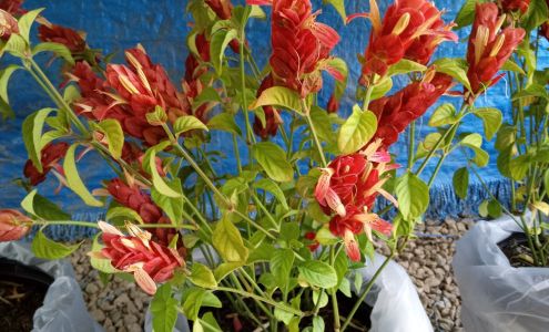 Jack's Produce Mater's Taters And More Tallapoosa